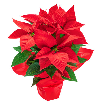 Christmas poinsettia in a red flower pot isolated on white background. Xmas symbol Poinsetta as a giftの写真素材