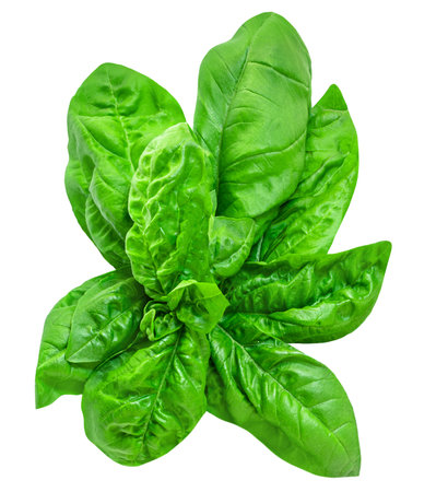 Fresh basil leaf isolated on white background, close up. Basil herb leavesの写真素材