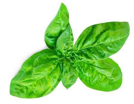 Fresh basil leaf isolated on white background, close up. Basil herb leavesの写真素材