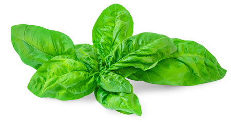 Fresh basil leaf isolated on white background, close up. Basil herb leavesの写真素材