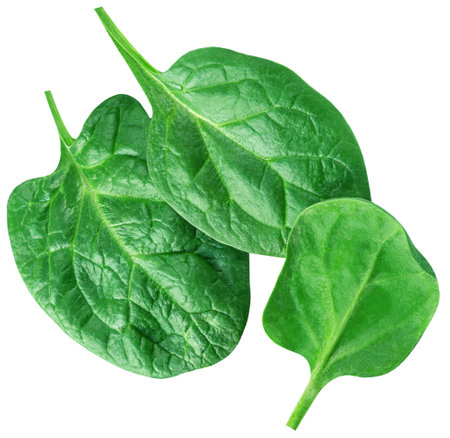 Spinach leaves isolated on white background. Spinach leaf Top view. flat lay.の写真素材