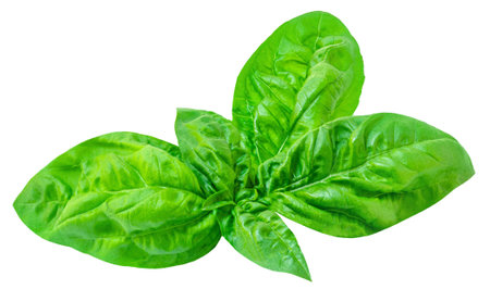 Fresh basil leaf isolated on white background, close up. Basil herb leavesの写真素材