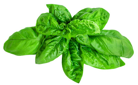 Fresh basil leaf isolated on white background, close up. Basil herb leavesの写真素材