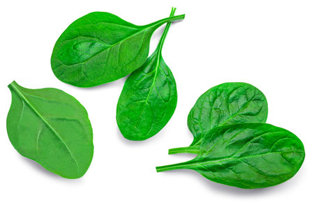 Set of Baby spinach leaf isolated on white background. close up. collection. atternの写真素材
