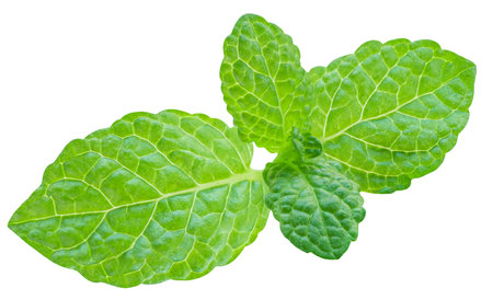Fresh Mint leaves isolated on the white background. Mint leaf, peppermint close up.の写真素材