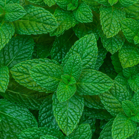 Mint leaves Background. Green Mint Plant Grow Texture Background closeupの写真素材