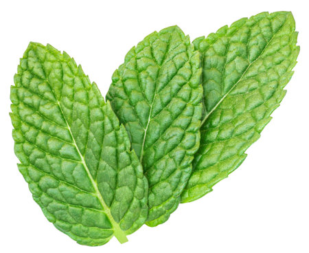 Green mint pepper leaf isolated on white. Fresh Melissa leaf. Peppermintの写真素材