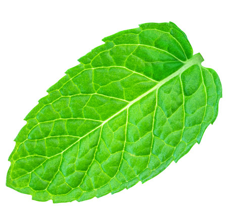 Fresh green mint leaf isolated on white background, top view. flat lay. Green Melissa, peppermint plant closeup.の写真素材