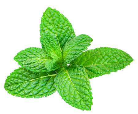 Fresh Lemon balm (Melissa officinalis) leaves isolated on a white background. Melissaの写真素材