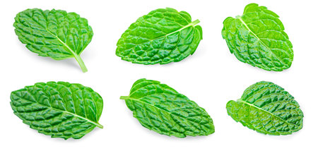 Mint leaves, melissa, isolated on white background. Set Fresh Mint Pattern. Collectionの写真素材