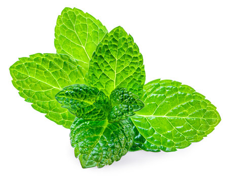 Fresh spearmint leaves isolated on the white background. Mint, peppermint (Mentha) close upの写真素材