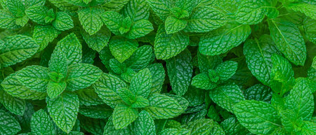 Mint leaves background. Green Peppermint leaves Pattern layout design Top view. Spermint plant growingの写真素材