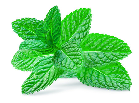 Melissa, Mint, Peppermint isolated on a white background close-upの写真素材