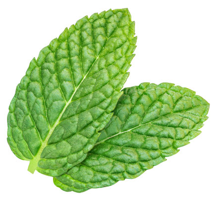 Fresh green mint leaves isolated on white background, top view. Melissa leaf. Peppermint Flat layの写真素材