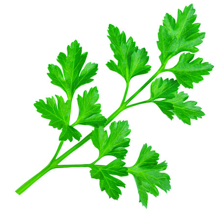 Parsley isolated on a white background. Fresh green vitamin parsley herb closeupの写真素材
