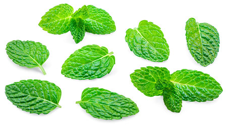 Mint leaves, melissa, isolated on white background. Set Fresh Mint Pattern. Collectionの写真素材