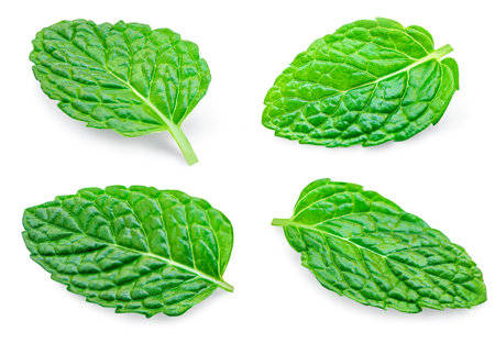 Mint leaves pattern. Fresh Melissa isolated on white background. Set Fresh Mint Pattern. Collection of Peppermint close-upの写真素材