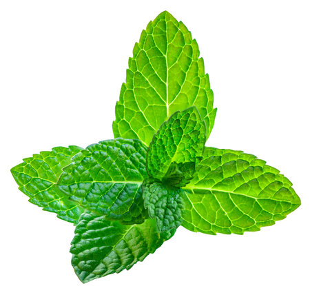 Fresh spearmint leaves isolated on the white background. Mint, peppermint (Mentha) close upの写真素材