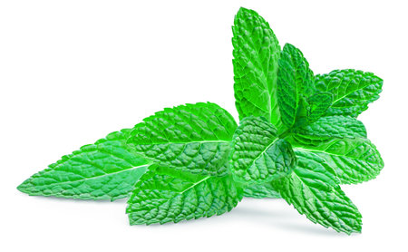 Fresh spearmint leaves isolated on the white background. Mint, peppermint (Mentha) close upの写真素材