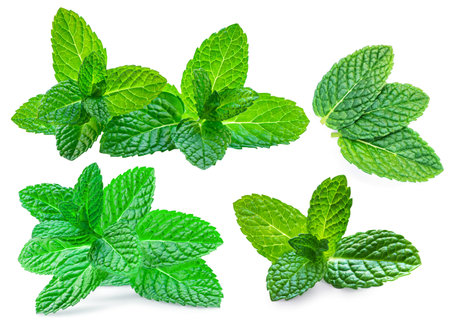 Mint leaves, melissa, isolated on white background. Set Fresh Mint Pattern. Collectionの写真素材