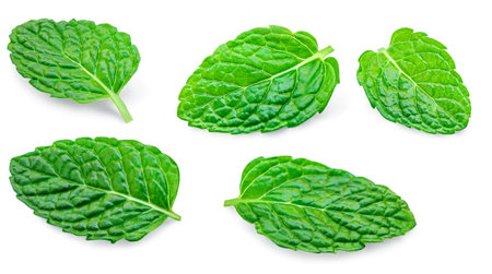 Mint leaves pattern. Fresh Melissa isolated on white background. Set Fresh Mint Pattern. Collection of Peppermint close-upの写真素材