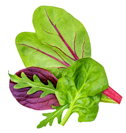 Salad mix with rucola or arugula, radicchio and spinach isolated on white background. Daily healthy keto dietの写真素材