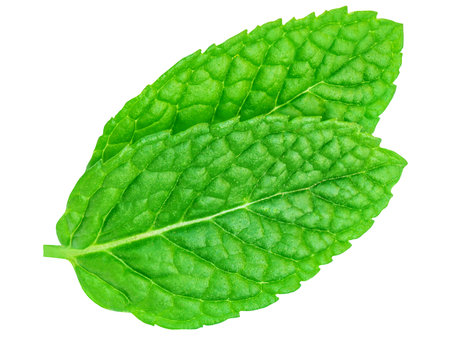 Mint leaves isolated on white background. Peppermint top view. Fresh green Melissa leaf Flat layの写真素材