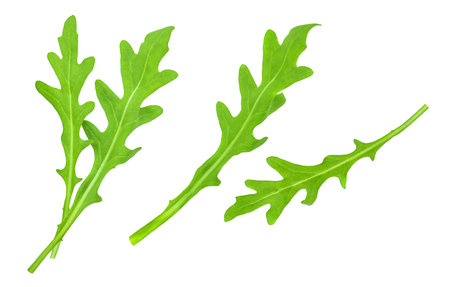 Fresh green arugula leaves isolated on white background. Rucola herb Top view. flat layの写真素材