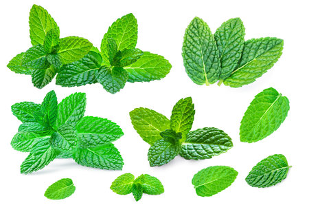 Mint leaves, melissa, isolated on white background. Set Fresh Mint Pattern. Collectionの写真素材
