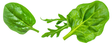 Spinach leaf with rucola isolated on white background. Fresh baby spinach, arugula Top view. flat lay. collectionの写真素材