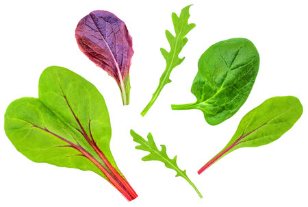 Salad leaves Collection. Isolated Mixed Salad leaves with Spinach, Frisee, Chard, lamb's lettuce, arugula on white background. flat lay. creative layout. patternの写真素材