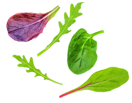 Salad leaves Collection. Isolated Mixed Salad leaves with Spinach, Frisee, Chard, lamb's lettuce, arugula on white background. flat lay. creative layout. patternの写真素材