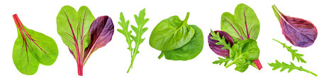 Salad leaves Collection. Isolated Mixed Salad leaves with Spinach, Frisee, Chard, lettuce, rucola on white background. flat lay. creative layout. patternの写真素材