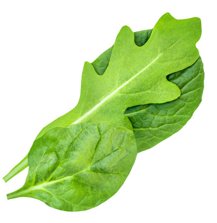 Spinach leaf with rucola isolated on white background. Fresh baby spinach, arugula Top view. flat lay.の写真素材