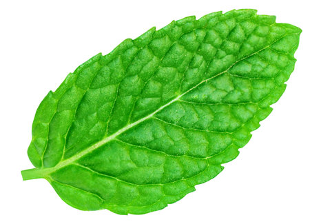 Mint leaves isolated on white background. Peppermint top view. Fresh green Melissa leaf Flat layの写真素材