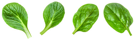 Spinach leaf isolated on white background. Fresh green baby spinach Top view. flat lay. summer dieting conceptの写真素材