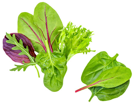 Salad leaves mix isolated on white background. Salad with rucola, spinach, radicchio and lamb's lettuce top view, flat layの写真素材