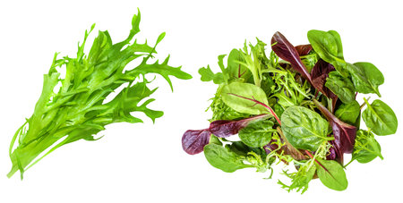 Salad leaves mix isolated on white background. Salad with rucola, spinach, radicchio and lamb's lettuce top view, flat layの写真素材