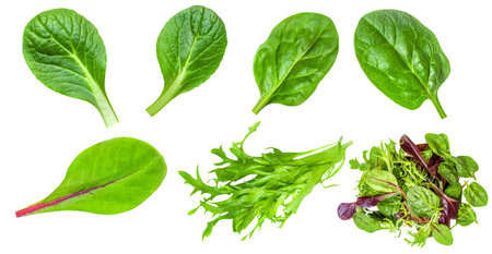 Salad leaves mix isolated on white background. Salad with rucola, spinach, radicchio and lamb's lettuce top view, flat layの写真素材