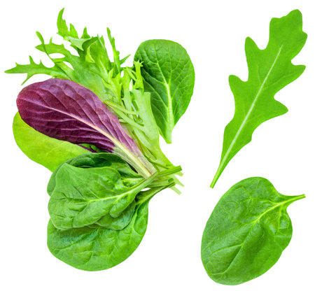 Salad leaves mix isolated on white background. Salad with rucola, spinach, radicchio and lamb's lettuce top view, flat lay. Collectionの写真素材