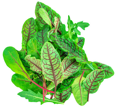 Salad leaves isolated on white background.の写真素材