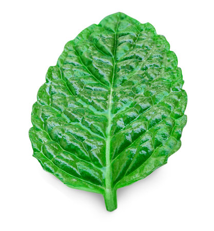Fresh mint on white background. Mint leaves isolated. Melissa, peppermint close upの写真素材