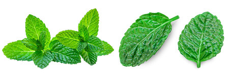 Fresh mint on white background. Mint leaves isolated. Melissa, peppermint close up