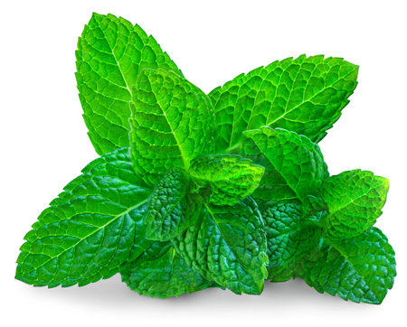 Fresh mint on white background. Mint leaves isolated. Melissa, peppermint close upの写真素材