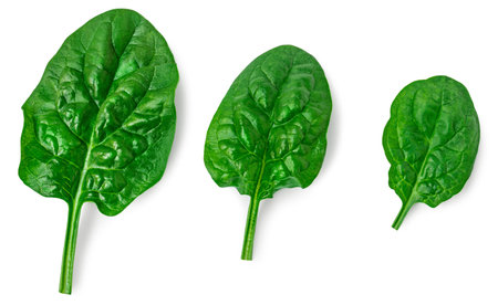 Spinach leaves isolated on white background. Fresh Spinach Macro. Top view. Flat lay.の写真素材