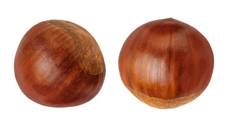 Fresh Horse Chestnut isolated on white background. Autumn creativity layout with Chestnuts Top view. Flat lay.の写真素材
