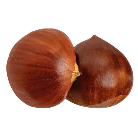 Horse Chestnut isolated on white background. Autumn concept with Chestnut Top view. Flat lay.の写真素材