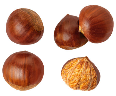 Fresh Horse Chestnut isolated on white background. Autumn creativity layout with Chestnuts Top view. Flat lay.の写真素材