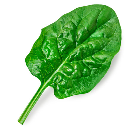 Spinach leaves isolated on white background. Fresh Spinach Macro. Top view. Flat lay.の写真素材