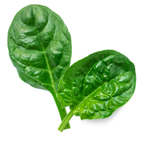 Spinach leaves isolated on white background. Fresh Spinach Macro. Top view. Flat lay.の写真素材